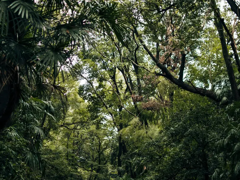 Dense green trees (symbol image)
