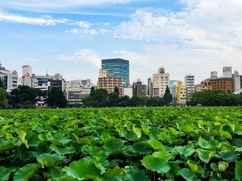 Lotus pond in Ueno Park